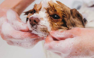 Animaux : Les confidents des enfants