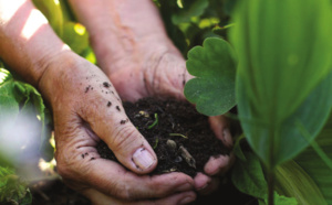 Des plantes qui améliorent le sol !