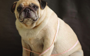 Prévenir et combattre l’obésité canine