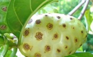 Tout, tout, tout vous saurez tout sur le noni!