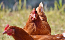 Bilan positif pour les poules