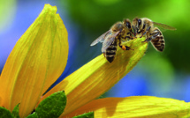 Une charte pour les abeilles