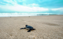 Des plantes pour sauver les tortues
