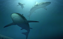 Bilan des prélèvements de requins