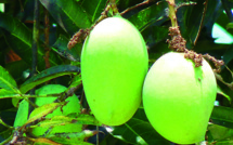Inquiétante mouche des fruits