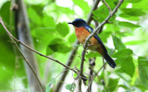 La biodiversité s’enrichit de 10 nouveaux oiseaux