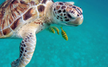 Tortues et baleines ont le beau rôle