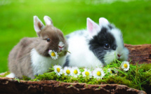 Adopter un lapin
