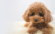Les particularités des toys, des chiens version mini